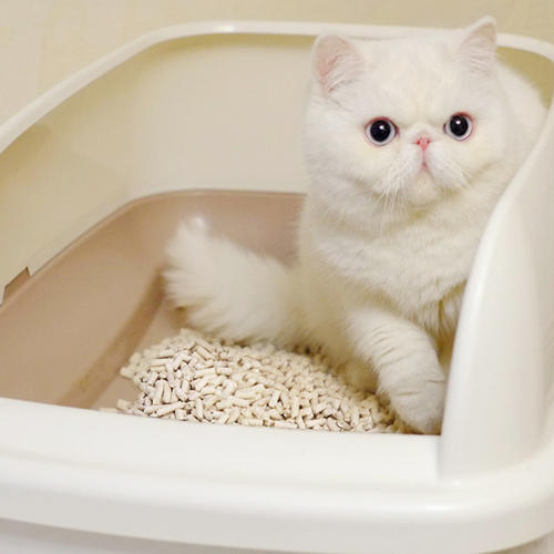 极限挑战5告诉你，猫砂是干垃圾不能再从楼上扔下去了