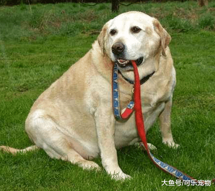 主人给狗买烤鸭吃，结果狗胖的快走不动了，网友：这猪瘦的像只狗