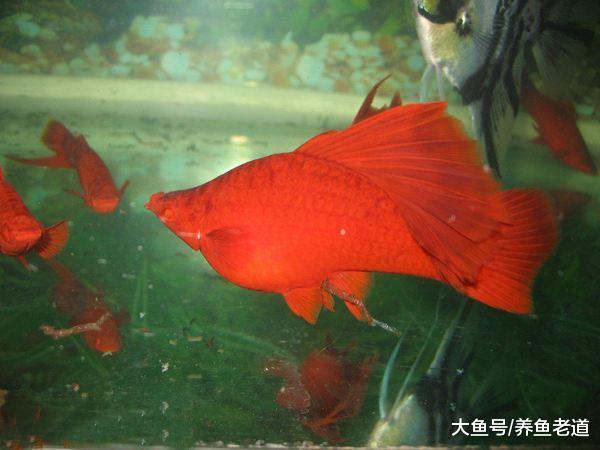 这些都是难以饲养的观赏鱼品种，把它们轻松养活的鱼友会有多少？
