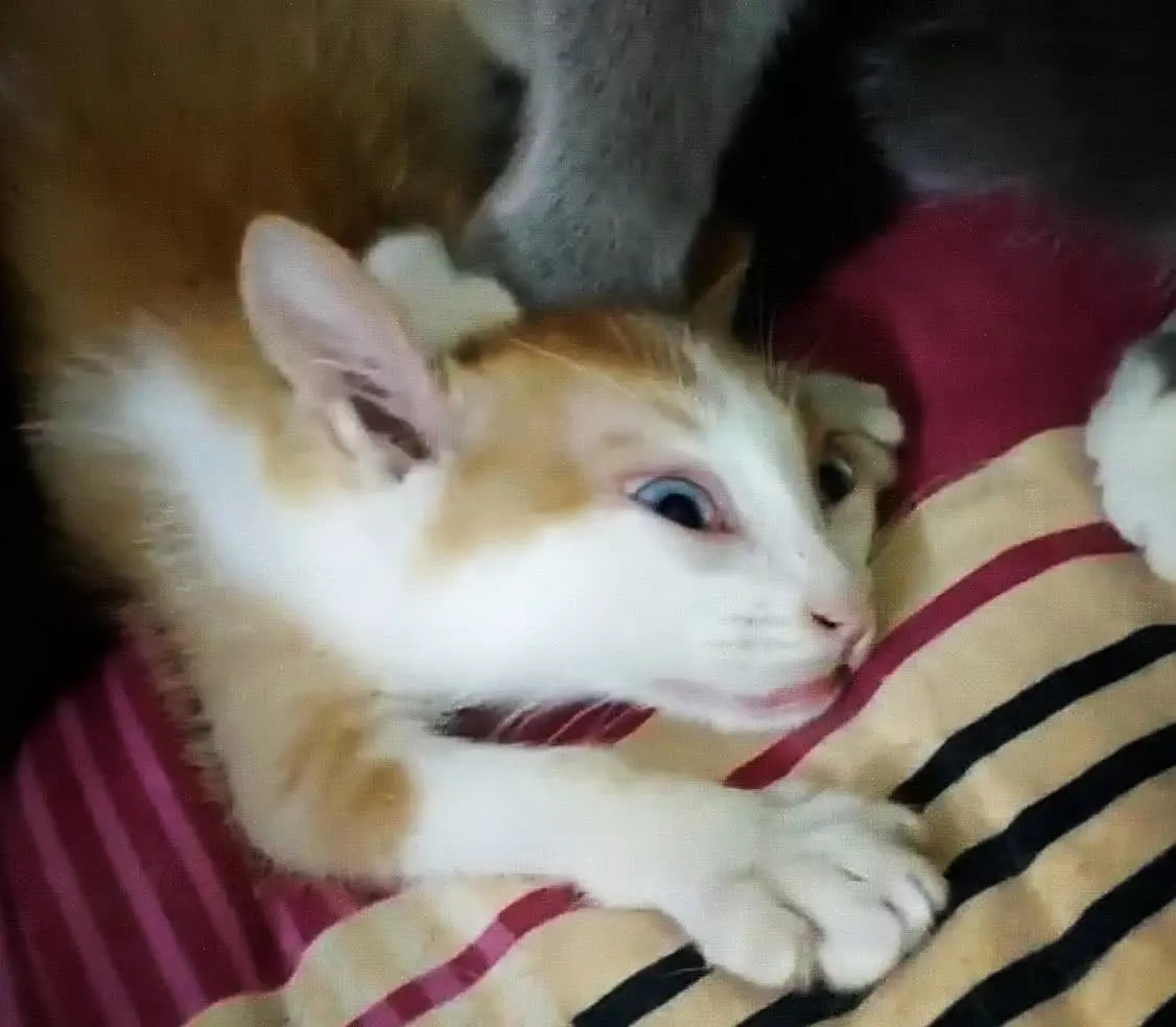主人带回家一只小橘猫，家里的大猫发飙，小橘猫当场被爆锤