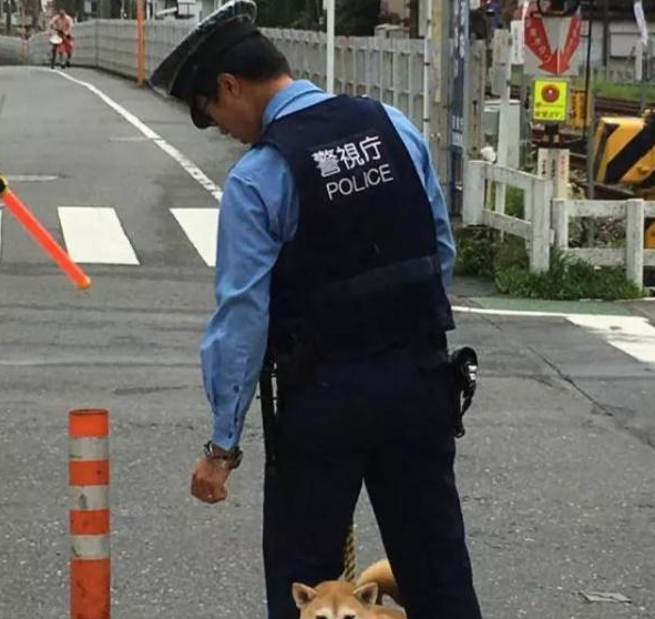 柴犬走丢被日本警察捡到, 摇身一变成警犬? 狗: 我也是公务员啦?