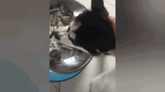 二哈护食, 龇牙咧嘴凶主人, 主人一巴掌下去, 狗子的表现亮了……