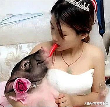 美女出嫁带着自己的猪，跟猪的一个亲密互动，让新郎面有难色