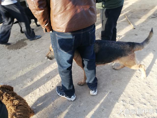 德牧路过肉狗区域, 商贩出高价想要收购, 遭到饲主拒绝!
