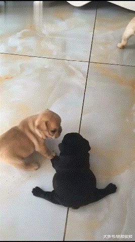 两只小奶狗比拼“一字马”，小黑狗：都别动我啊，我……脚麻了