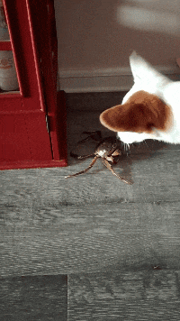 搞笑gif: 这就是我为什么不找对象的原因, 真的, 我养不起啊!