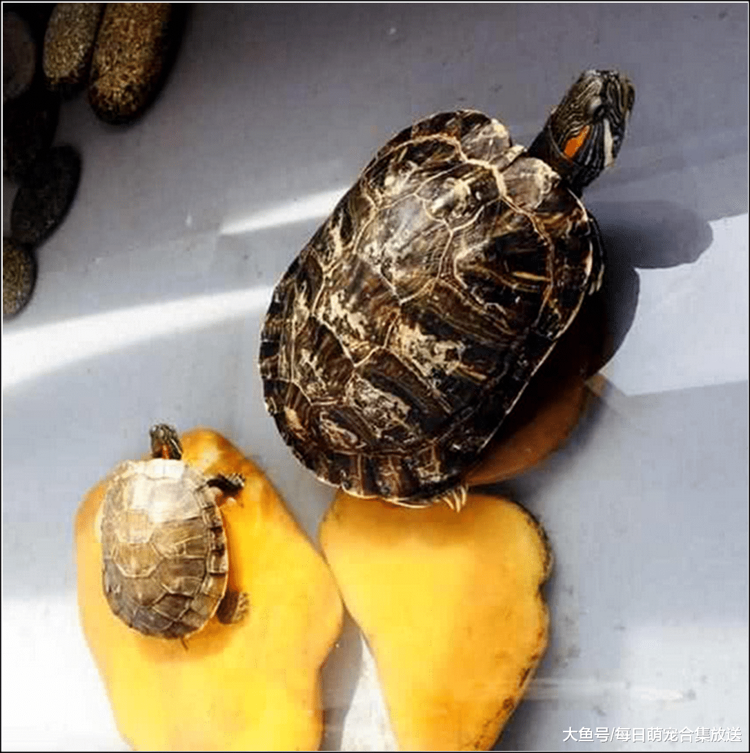 女主出差忘喂乌龟，一个月后回家发现少了一只，仔细一看心疼落泪