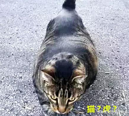 老远看到一只流浪猫，刚想喂它吃东西，凑近一看拔腿就想跑