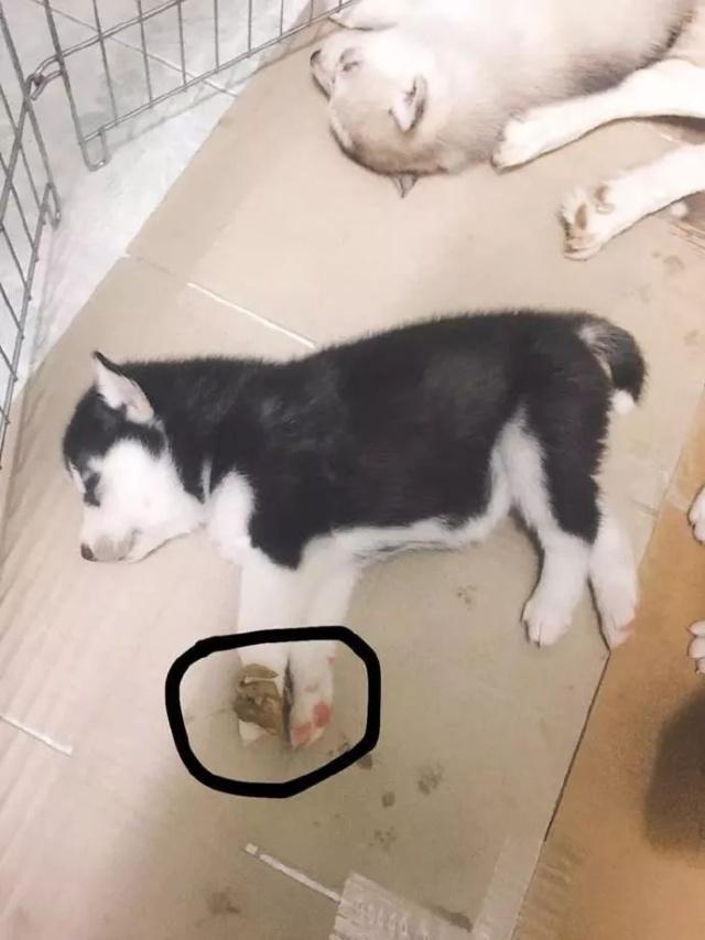 哈士奇顺产了一窝小可爱, 不过这些二哈们的睡姿似乎有点与众不同