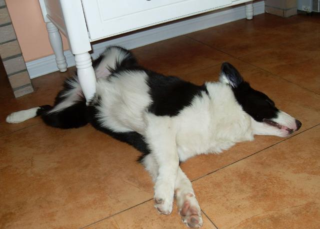 边牧这5种睡姿代表什么？每一种都有不同含义，你家是哪种？