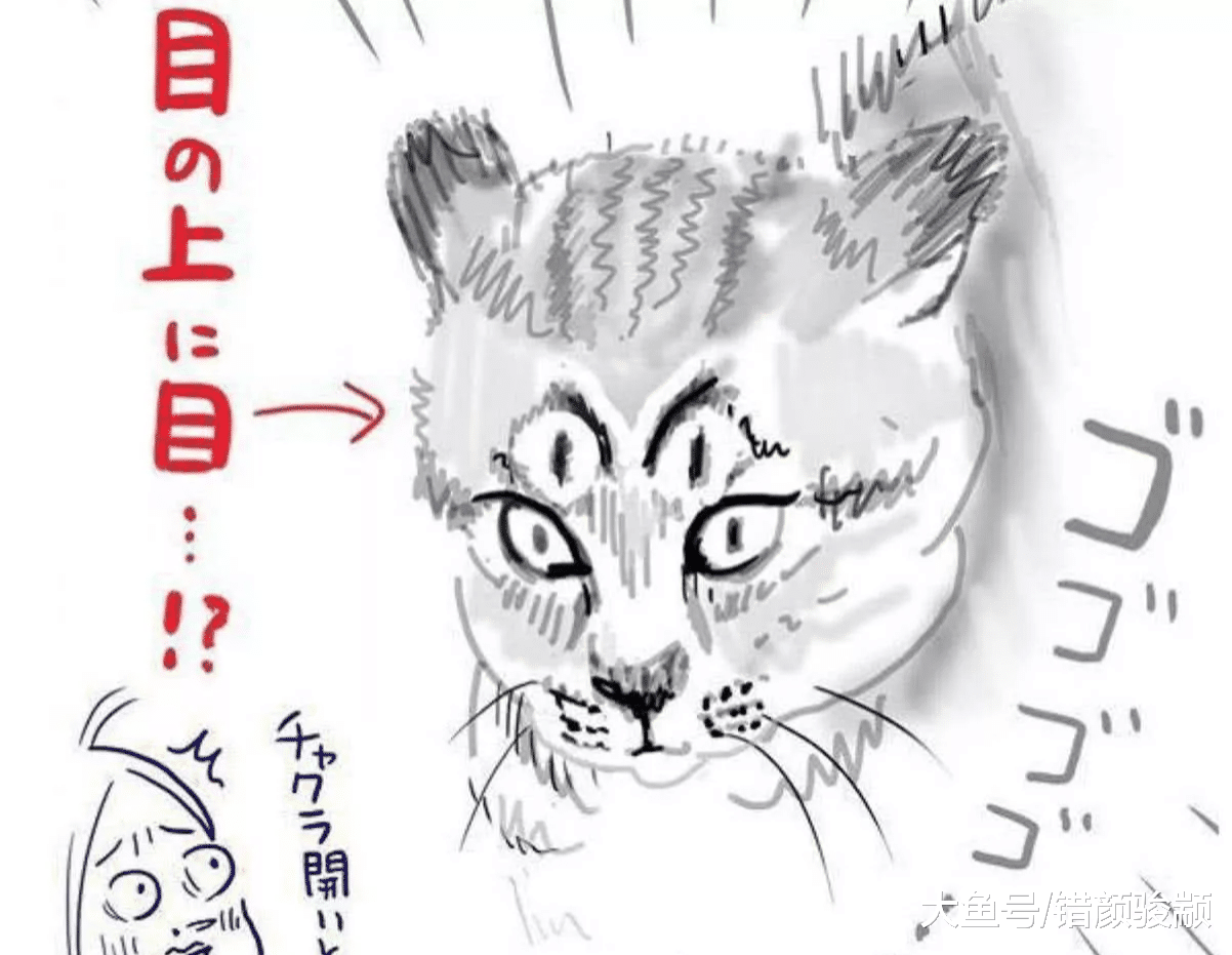 狗狗刚出门就被一只猫咪唬住，主人靠近一看：这猫竟有四只眼？