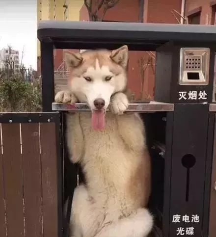 原来，二哈是一种很容易被卡住的生物