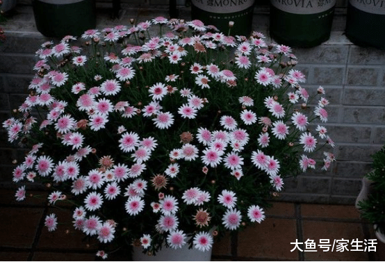 家里不要養綠蘿吊蘭了，聰明人都養此花，一年四季開花不斷