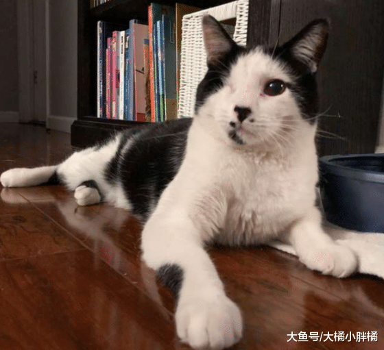 猫咪在争斗中失去右眼，长相凶悍难以亲近，小男孩却帮它敞开心扉