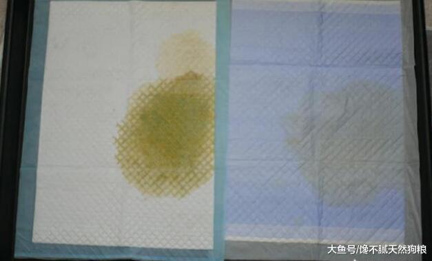 只需4步，轻松教会比熊犬“定点大小便”