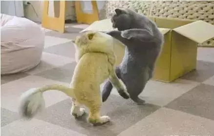 金吉拉猫和蓝猫打架，姿势笑坏众人