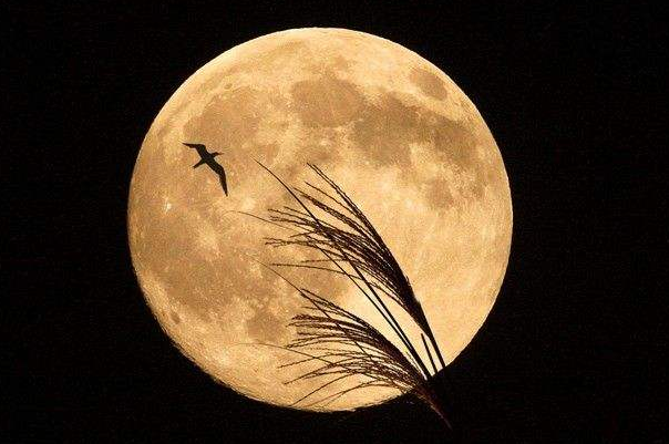 月球上无人居住，为什么会出现上百吨垃圾？难道其实有人？