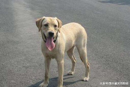 你可能還不知道，這5個原因正在影響狗狗“不長肉”！