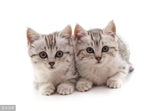 面对猫宝宝离开自己，猫妈妈会难过吗？