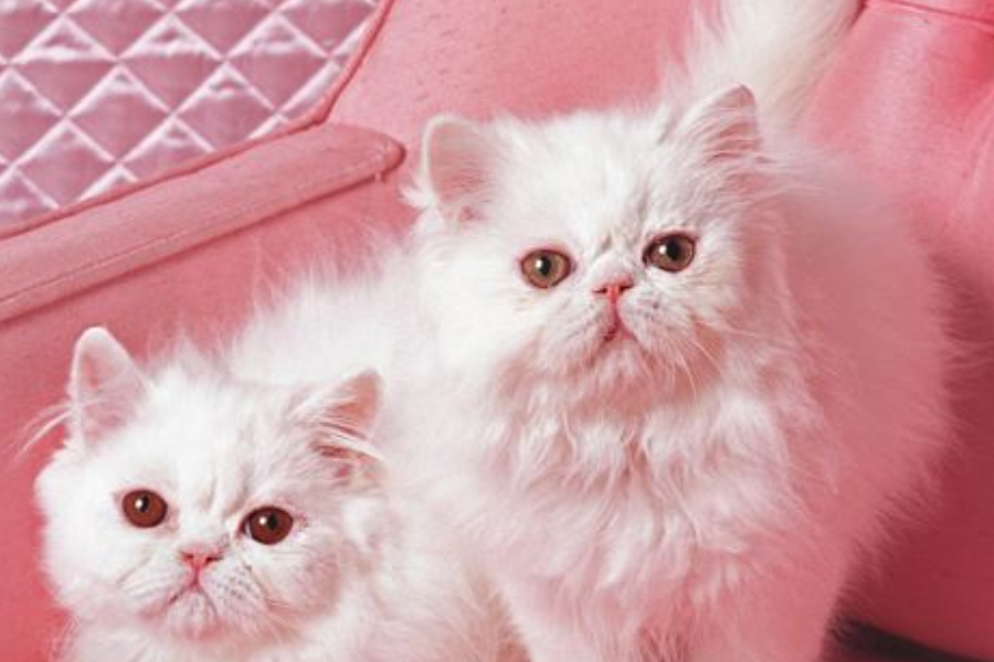 波斯猫是一种贵族猫，端庄大气，饲养波斯猫的注意事项