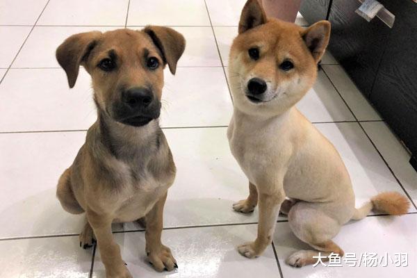 小狗捡回来由柴犬照顾，10个月暴风成长哥哥2倍，柴犬“罩不住”