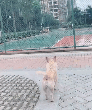 被弃养的猫苦等主人三年！从宠物到流浪，它们的生活没有希望