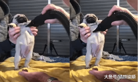 铲屎官给洗澡后的巴哥吹毛，原以为它会害怕，可它却是这种表情