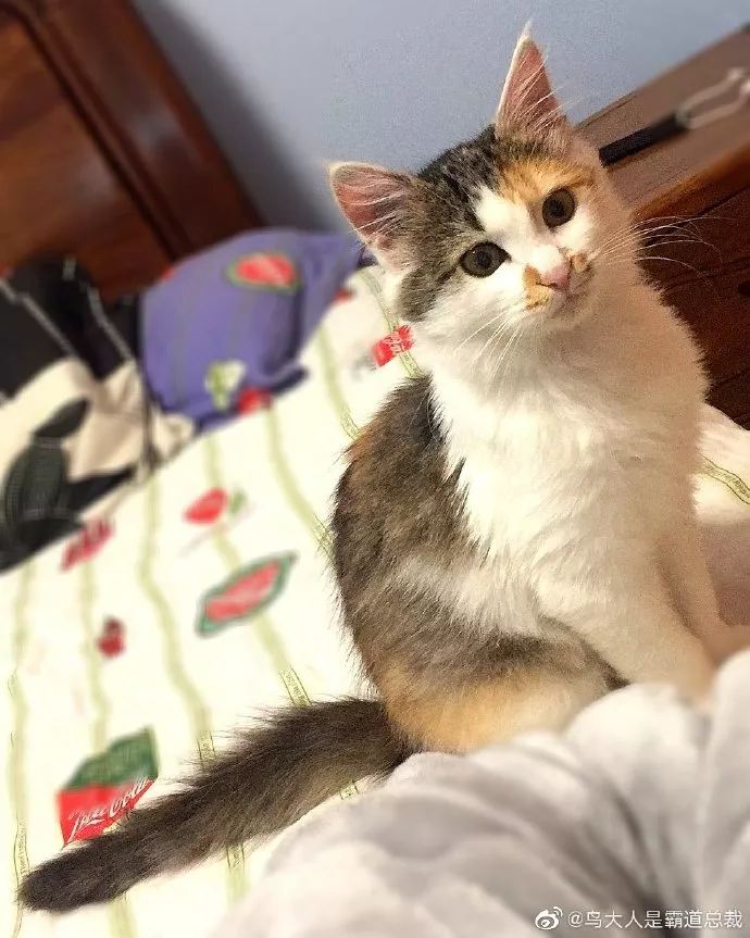 “我的猫被男友父母扔了，帮找回者酬谢5000元！”