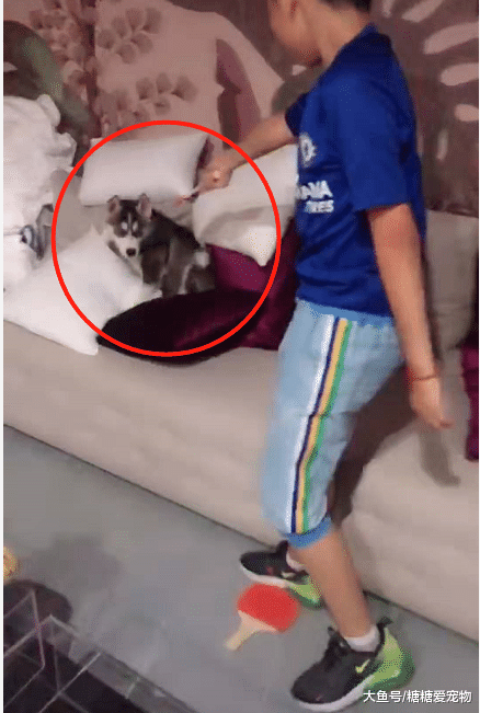 二哈欺软怕硬，上一秒还想咬人，下一秒小主人拿起球拍吓瘫了
