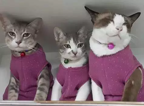 传说中的养猫大户人家, 一般人不敢想象...