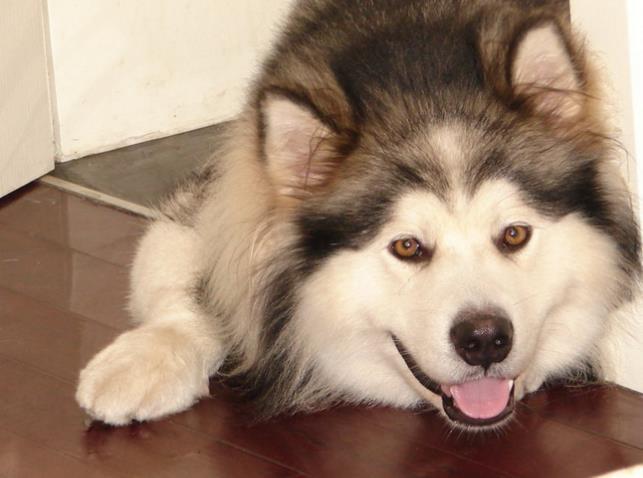 狗子把吃剩的火腿藏在狗窝里, 还用爪子捂着不让看, 笑哭主人