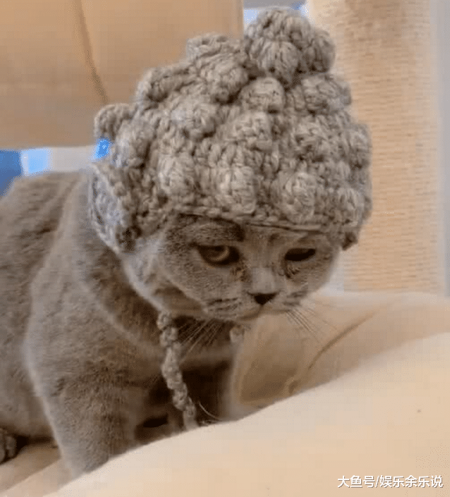 天气逐渐变冷，奶奶给猫咪织了件帽子，看到它的眼神，无法淡定了