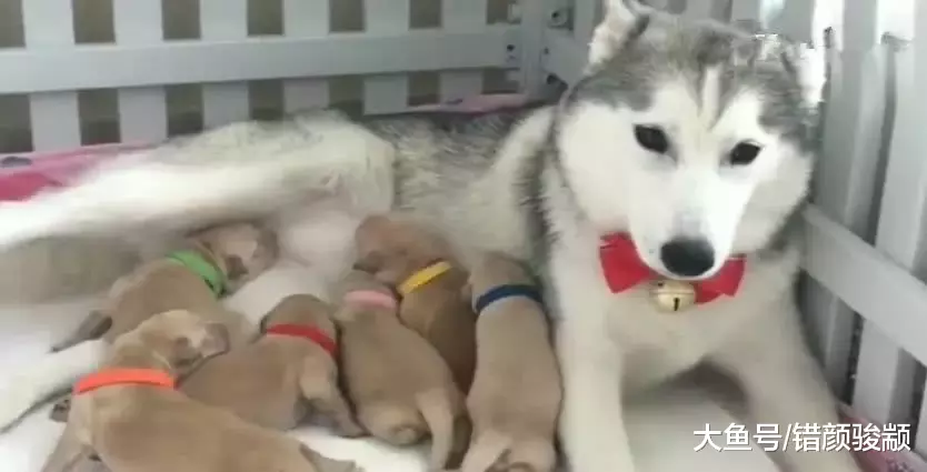 金毛妈妈不在家，结果宝宝们对哈士奇做出这种举动，二哈吓懵了