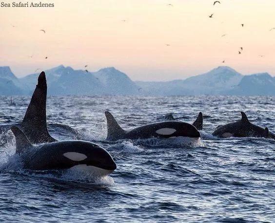 海洋新霸: 猎杀大白鲨, 硬怼抹香鲸, 最后还是栽在人类手上