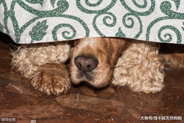 为什么狗狗临终前要躲起来？原因有5个，看到最后令人热泪盈眶