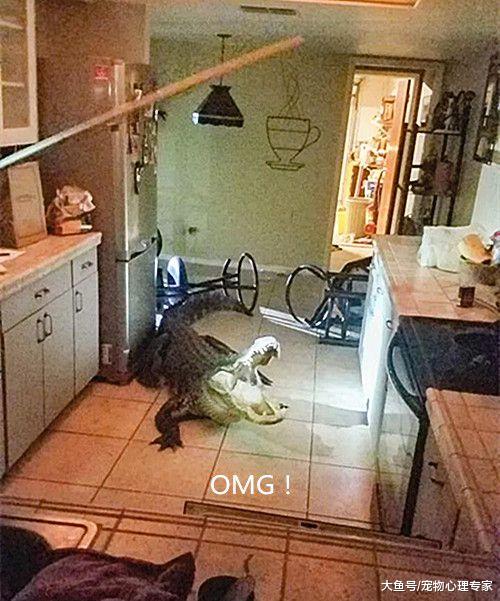 深夜有“访客”入侵厨房，男主人立马拿出5米长棍：谁的腿在抖？