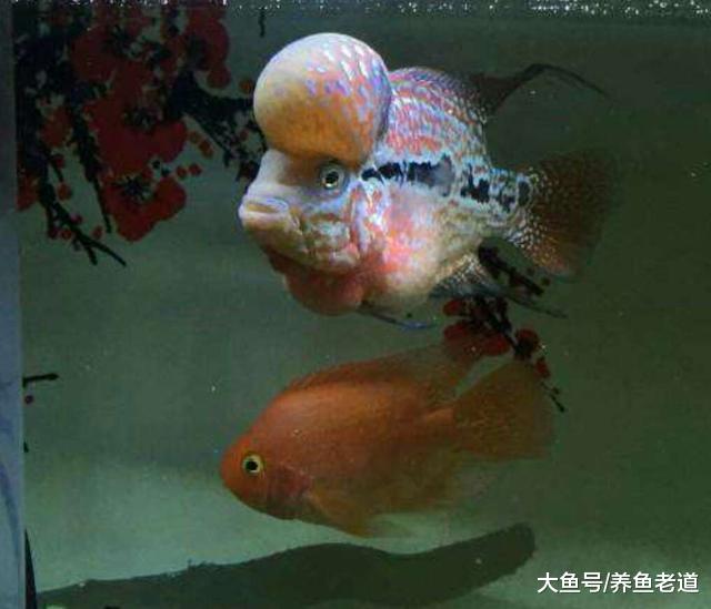 哪些观赏鱼适应环境较快，哪些适应环境较慢，适应慢的咋办？