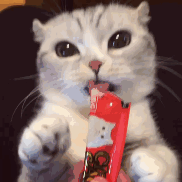 猫咪挑食？天性使然！酸甜苦鲜咸，谁才是猫最爱？