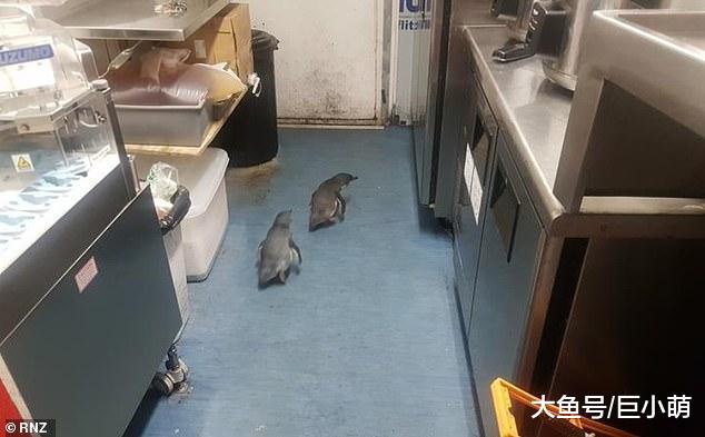 小蓝企鹅硬闯寿司店，躲店里准备筑巢，被抓一次后晚上又来