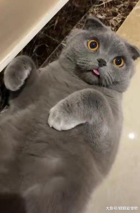 猫咪躺在地上耍无赖，还把舌头忘在外边了！主人：是不是傻了？