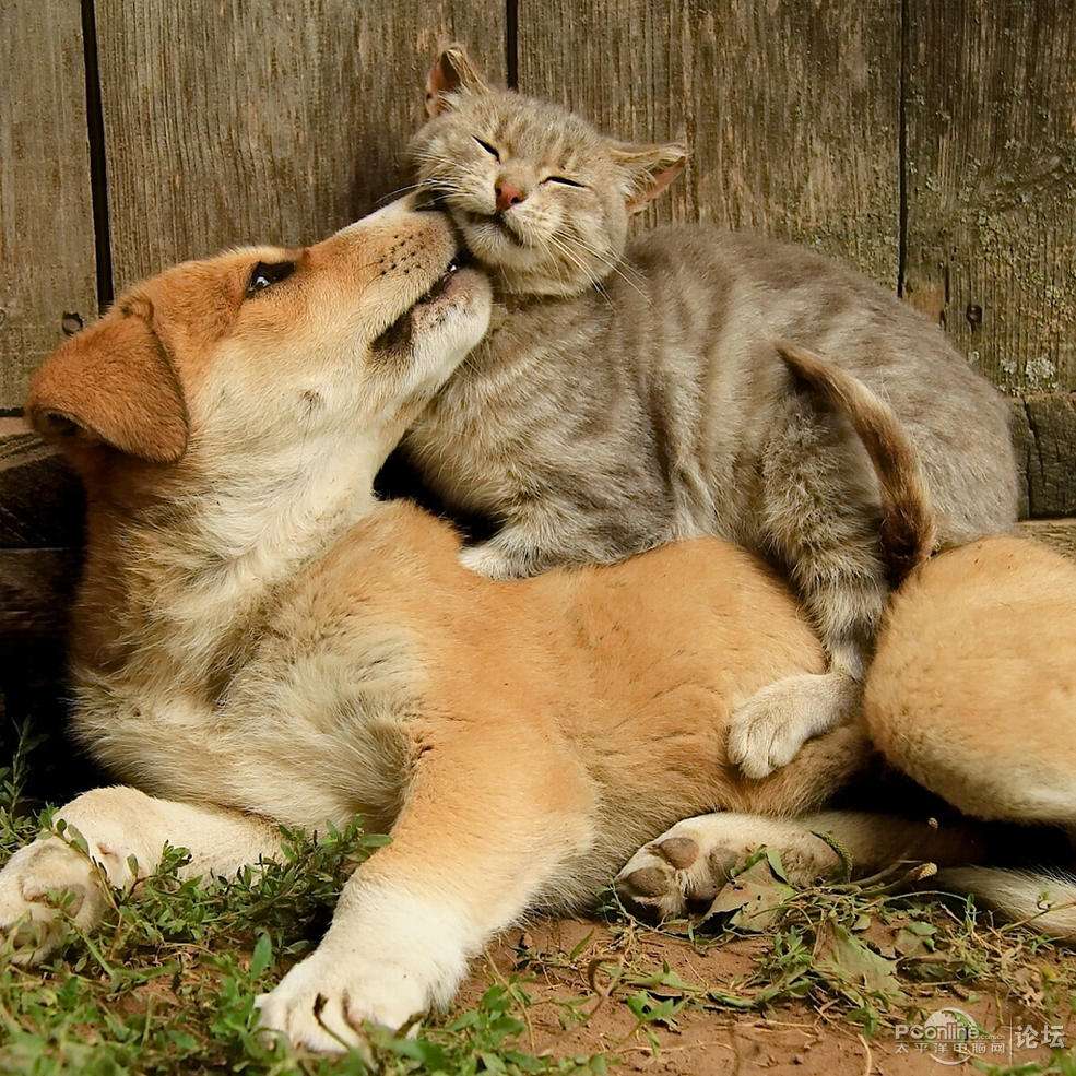 3.15打假！揭秘宠物行业不为人知的三大黑幕