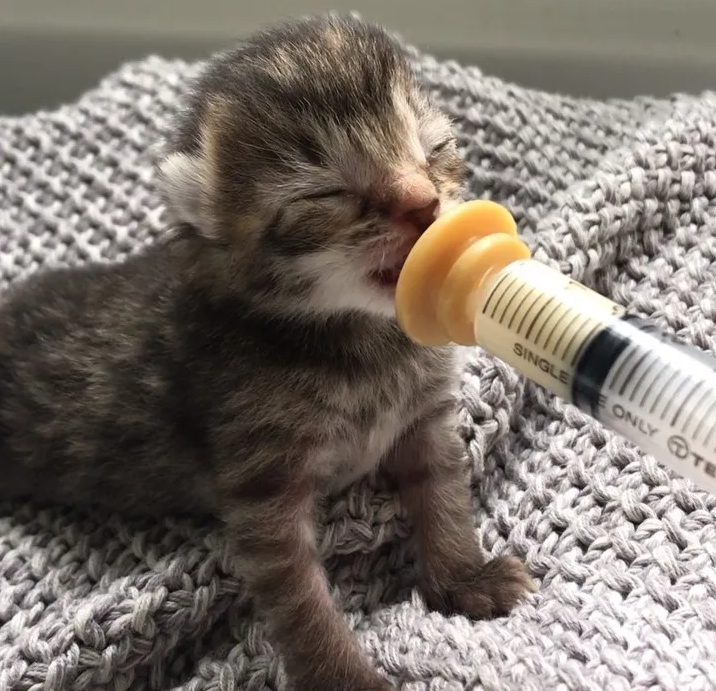 野猫的3个孩子都去世了，为保住最后1个孩子，愿意冒着危险去求助