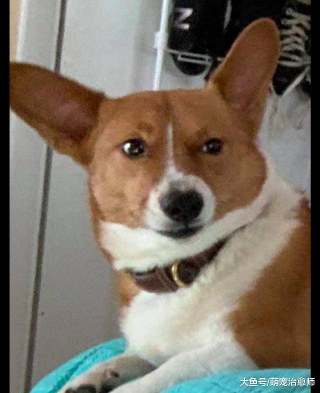 主人摸了大狗之后，柯基在一旁露出嫉妒眼神：怎么又摸它？