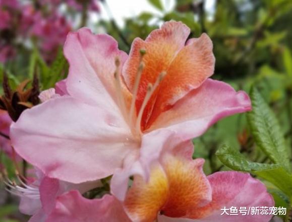 在婚姻里命不好的三个生肖，婚前快乐婚后不自由，丈夫还不能理解