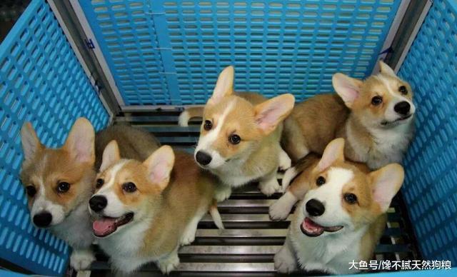 购买狗狗需谨慎, 这“5种情况”的狗狗, 劝你别买!