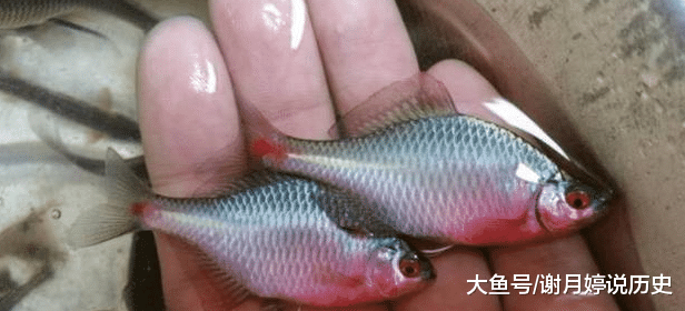 鳑鲏@农村常见的“鱼”， 你是不是至今还不知道它叫什么？