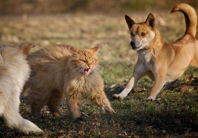 為什么狗狗總是不放過貓咪？是因為它們的氣味，聲音，或者動作？