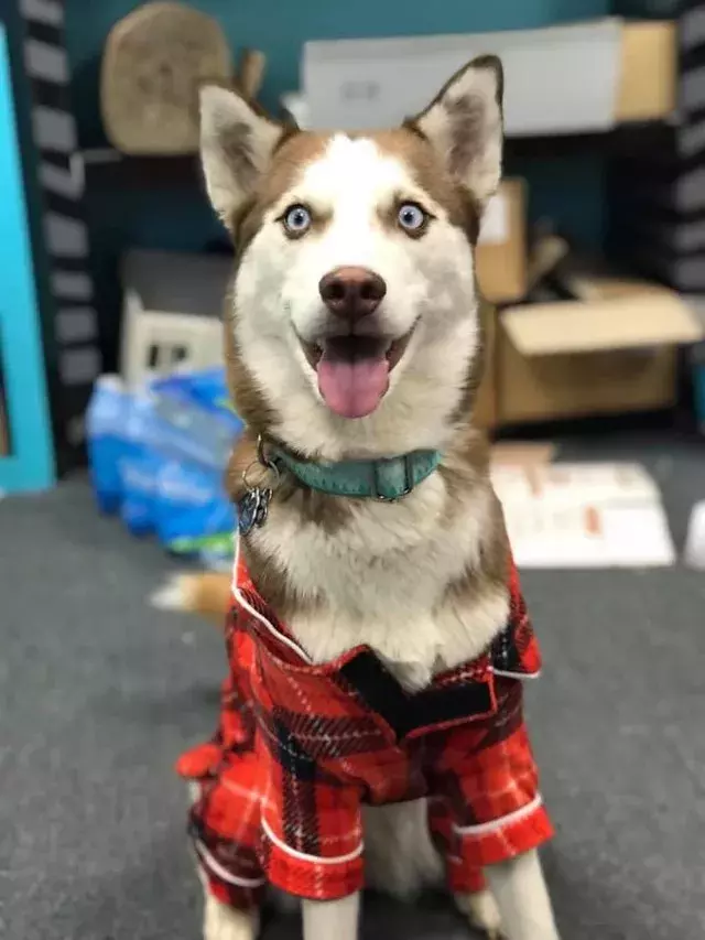 穿著睡衣的可愛汪星人