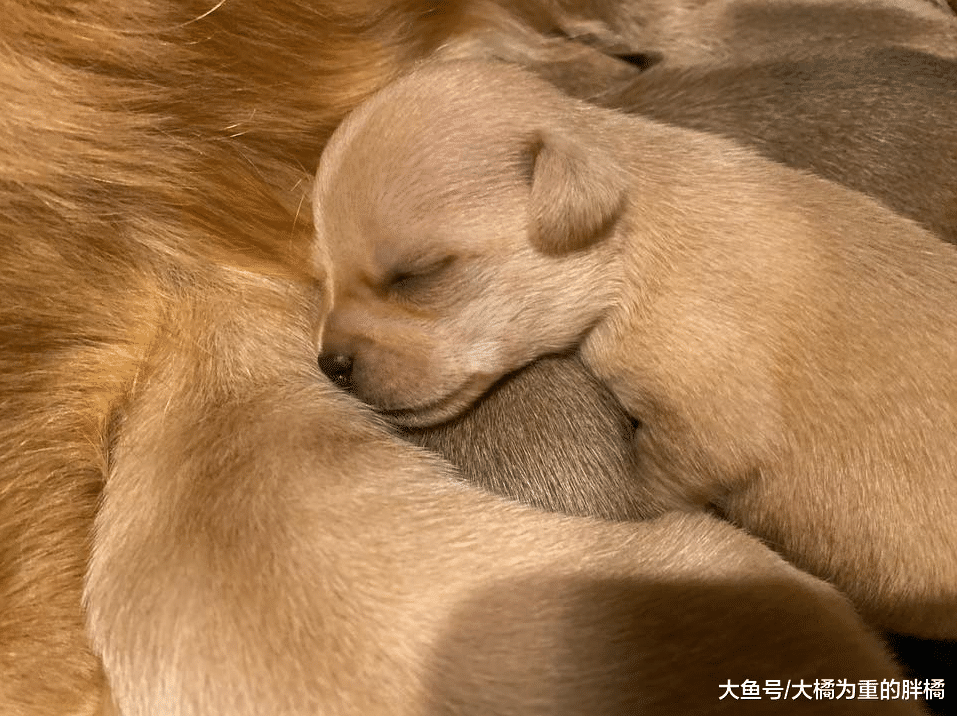 狗狗因早产失去孩子，被救后仍反复寻找，有幸被一窝小狗打开心结