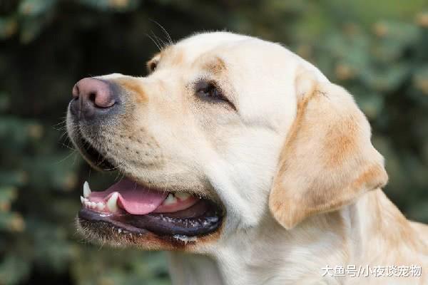 純種拉布拉多犬特征，拉布拉多純種多少錢一只